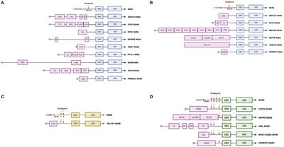 Atypical Rearrangements in APL-Like Acute Myeloid Leukemias: Molecular Characterization and Prognosis